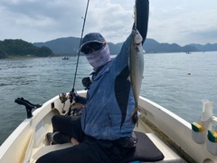 サゴシの釣果
