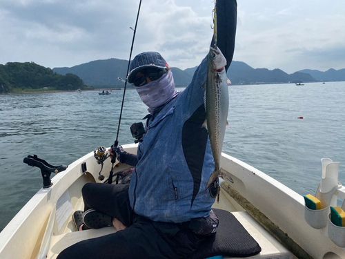 サゴシの釣果