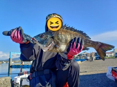 チヌの釣果