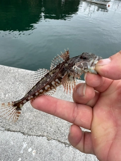 アナハゼの釣果