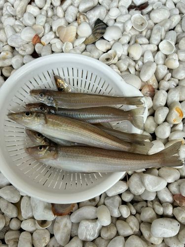 キスの釣果
