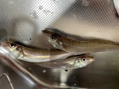 シロギスの釣果