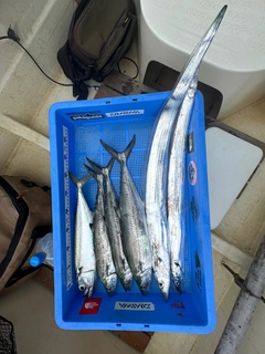 サバの釣果