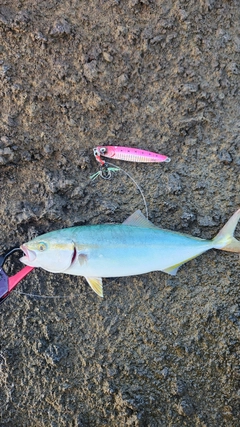 フクラギの釣果