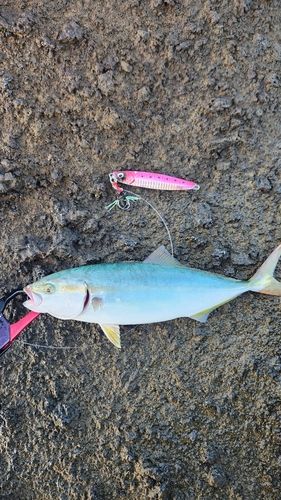 フクラギの釣果