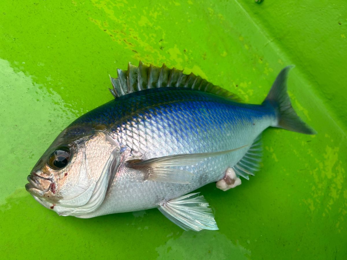 釣りブワさんの釣果 1枚目の画像