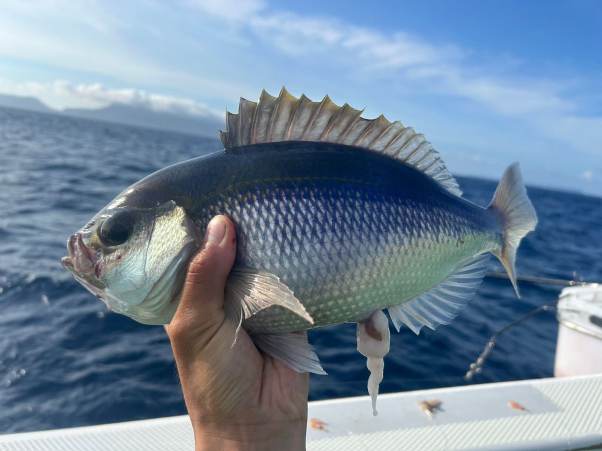 釣りブワさんの釣果 2枚目の画像
