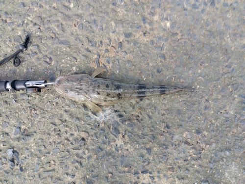 マゴチの釣果