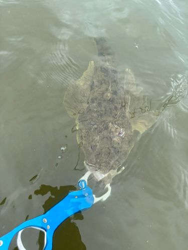 マゴチの釣果