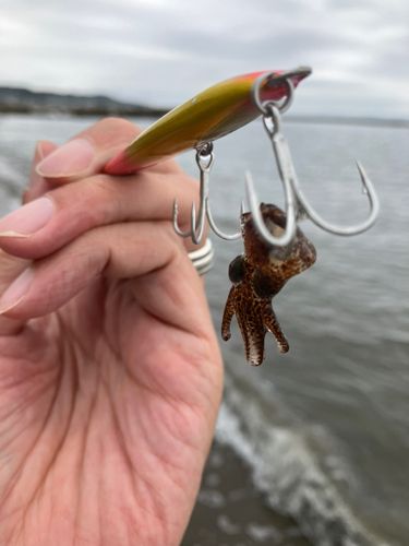 イカの釣果