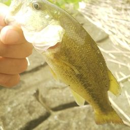 ラージマウスバス