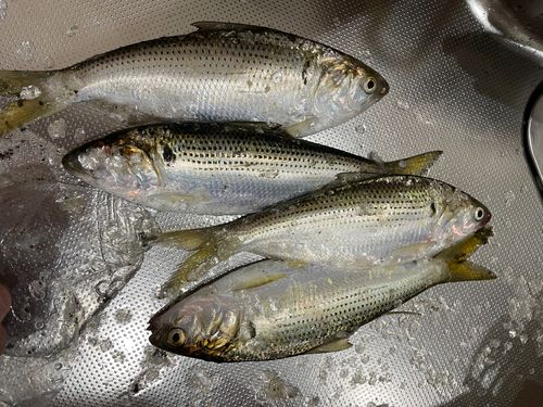 コノシロの釣果