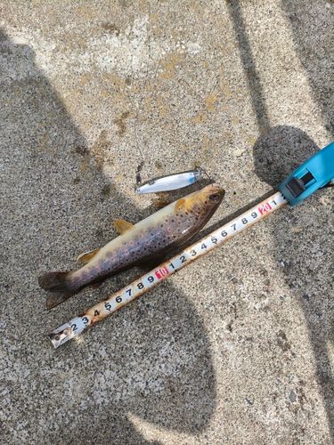 ブラウントラウトの釣果