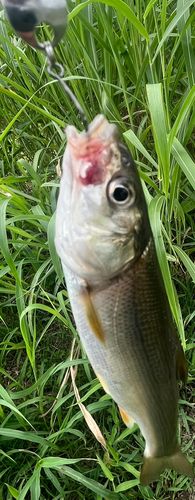 ウグイの釣果