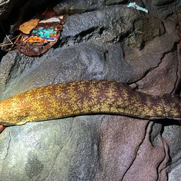 ウツボ
