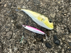 シロサバフグの釣果