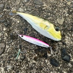 シロサバフグ