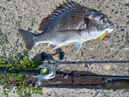 チヌの釣果