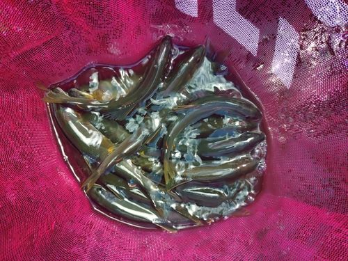 アユの釣果