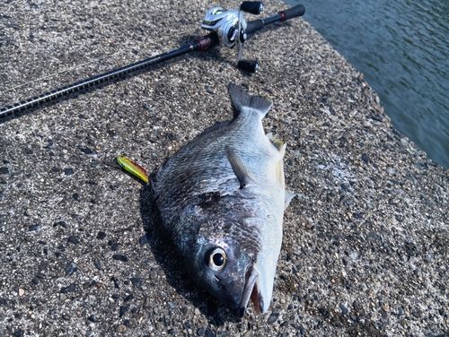 チヌの釣果