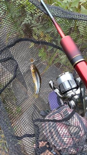 カワムツの釣果