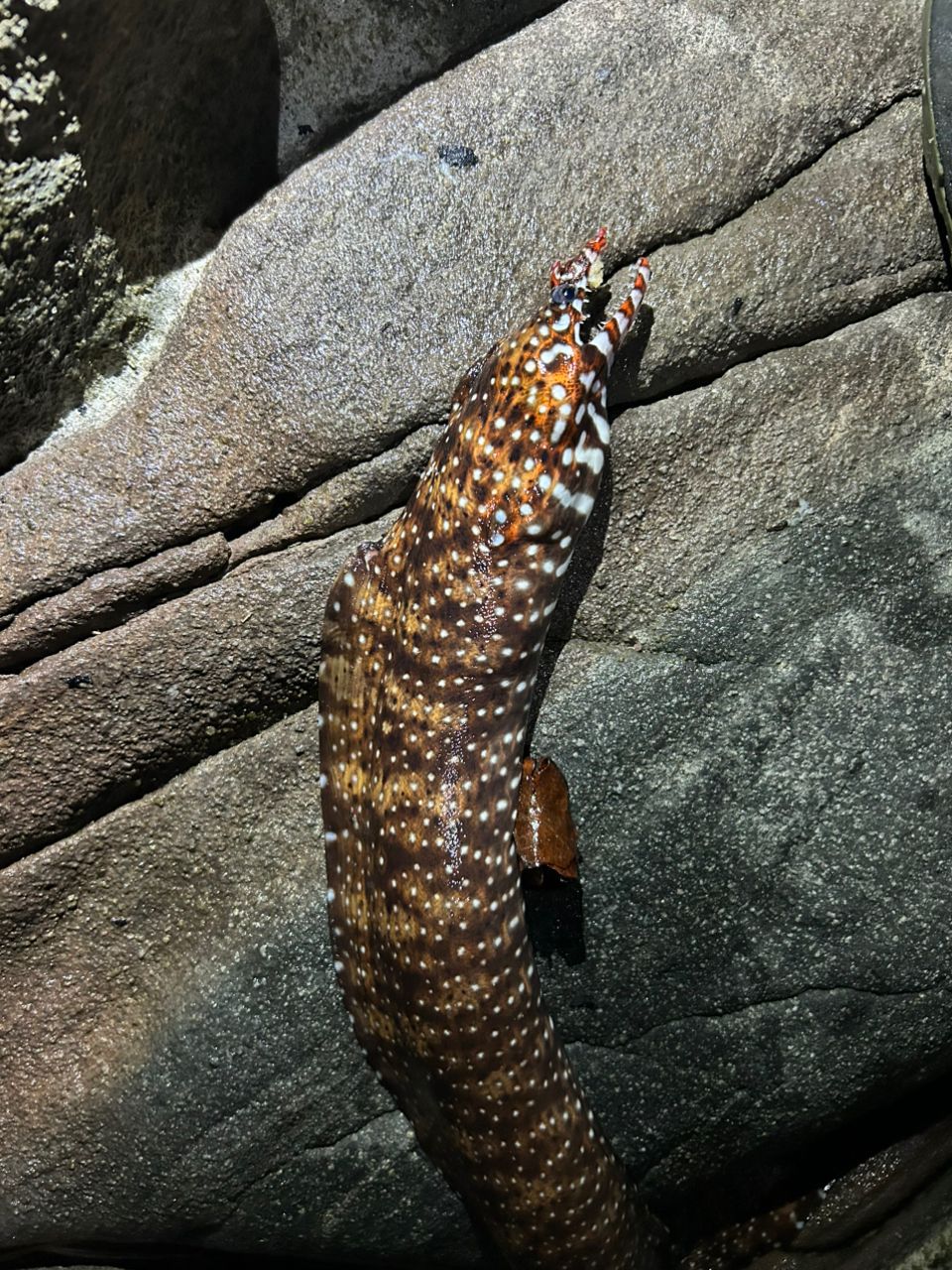 トラウツボ