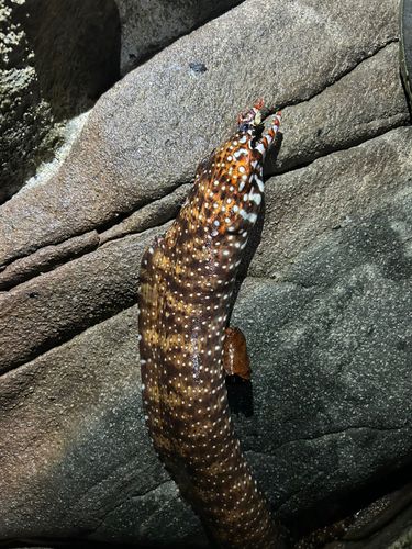 トラウツボの釣果