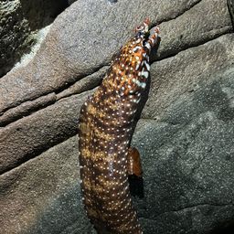 トラウツボ