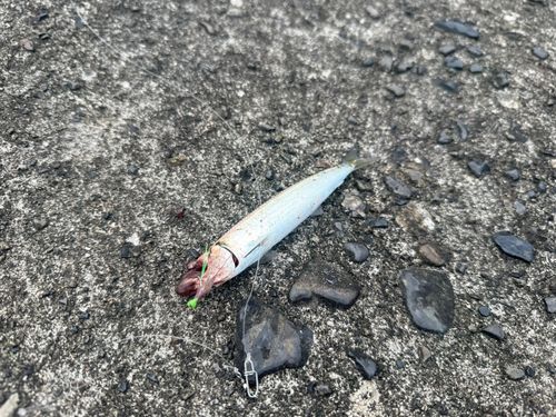 トウゴロウイワシの釣果