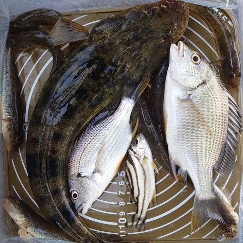 ハゼの釣果