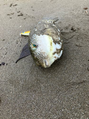 フグの釣果