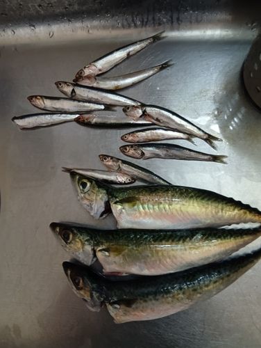 マサバの釣果