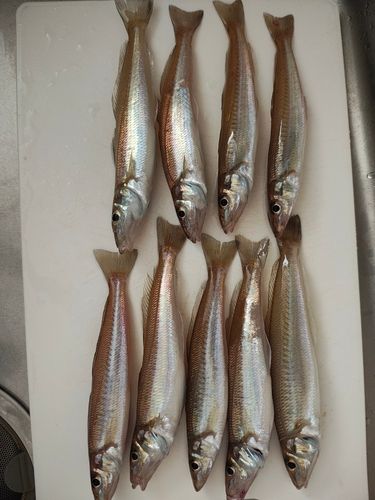 キスの釣果