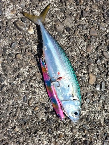 サバの釣果
