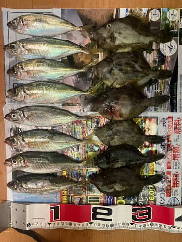 アジの釣果