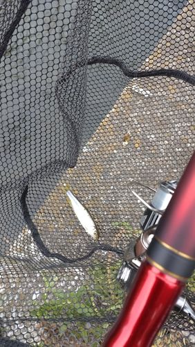 カワムツの釣果