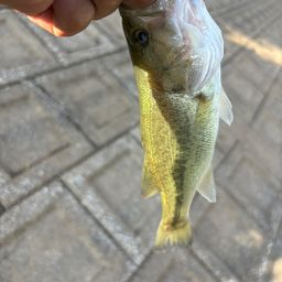 ブラックバス