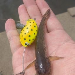 マハゼ