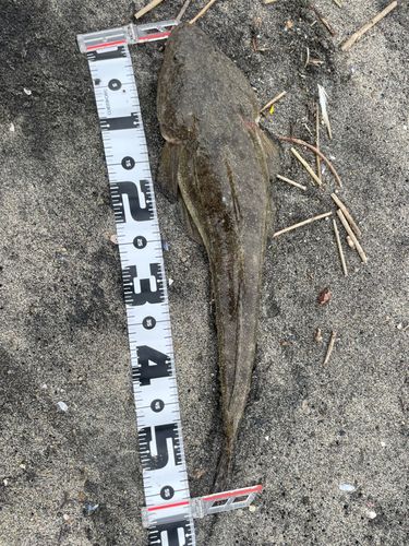 マゴチの釣果