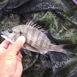 クロダイ
