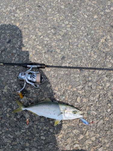 ワカシの釣果