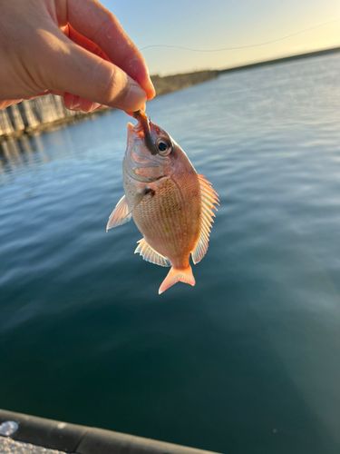 小湊漁港（青森）