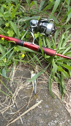 カワムツの釣果
