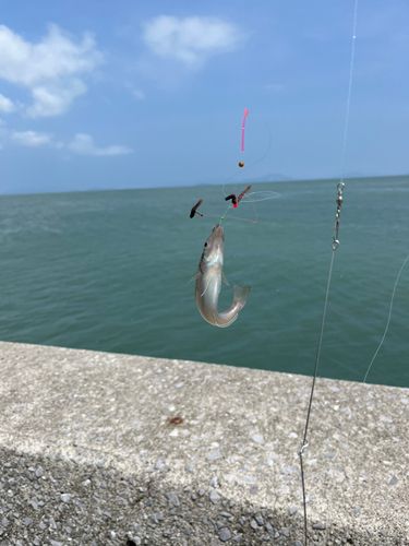 キスの釣果