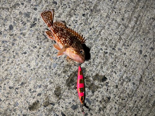 カサゴの釣果