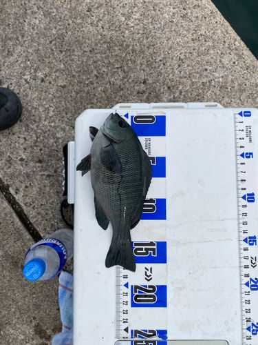 メジナの釣果