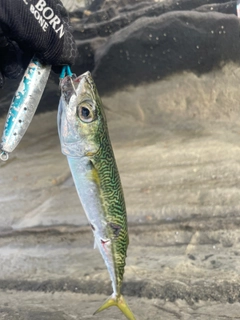 ゴマサバの釣果