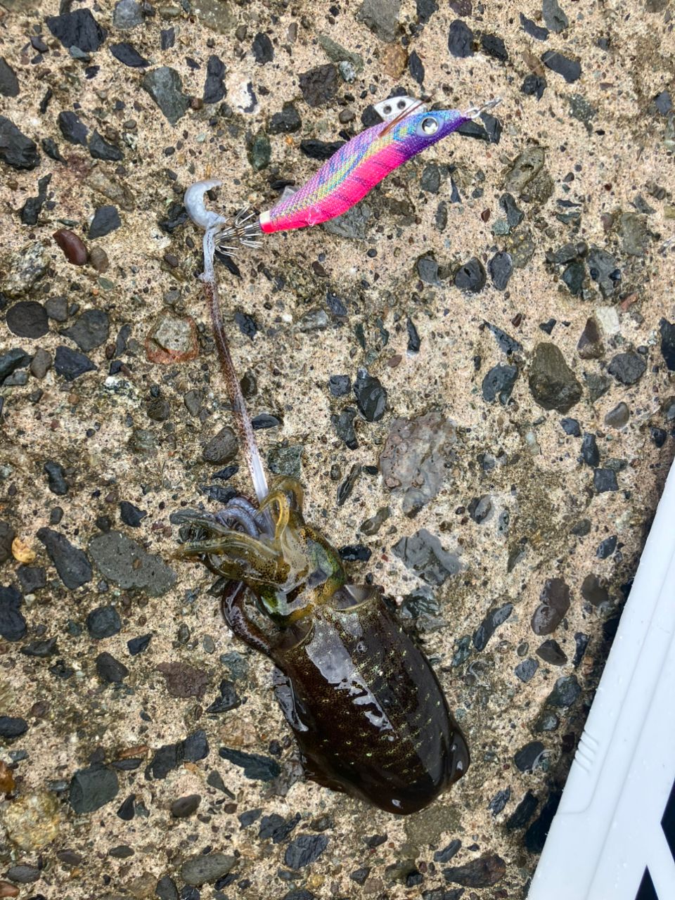 アオリイカ