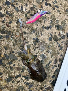 アオリイカの釣果