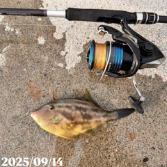 ウマヅラハギの釣果